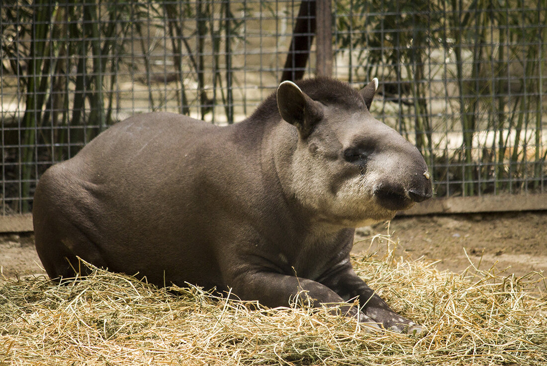 Tapir Amazónico