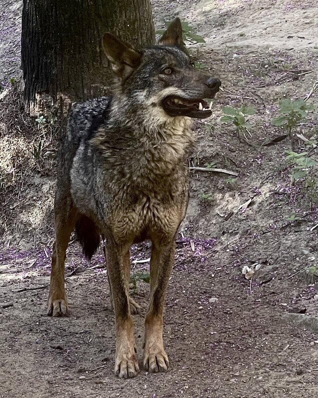 RAKSHA, NUEVA LOBA IBÉRICA CCB ZOOBOTÁNICO JEREZ