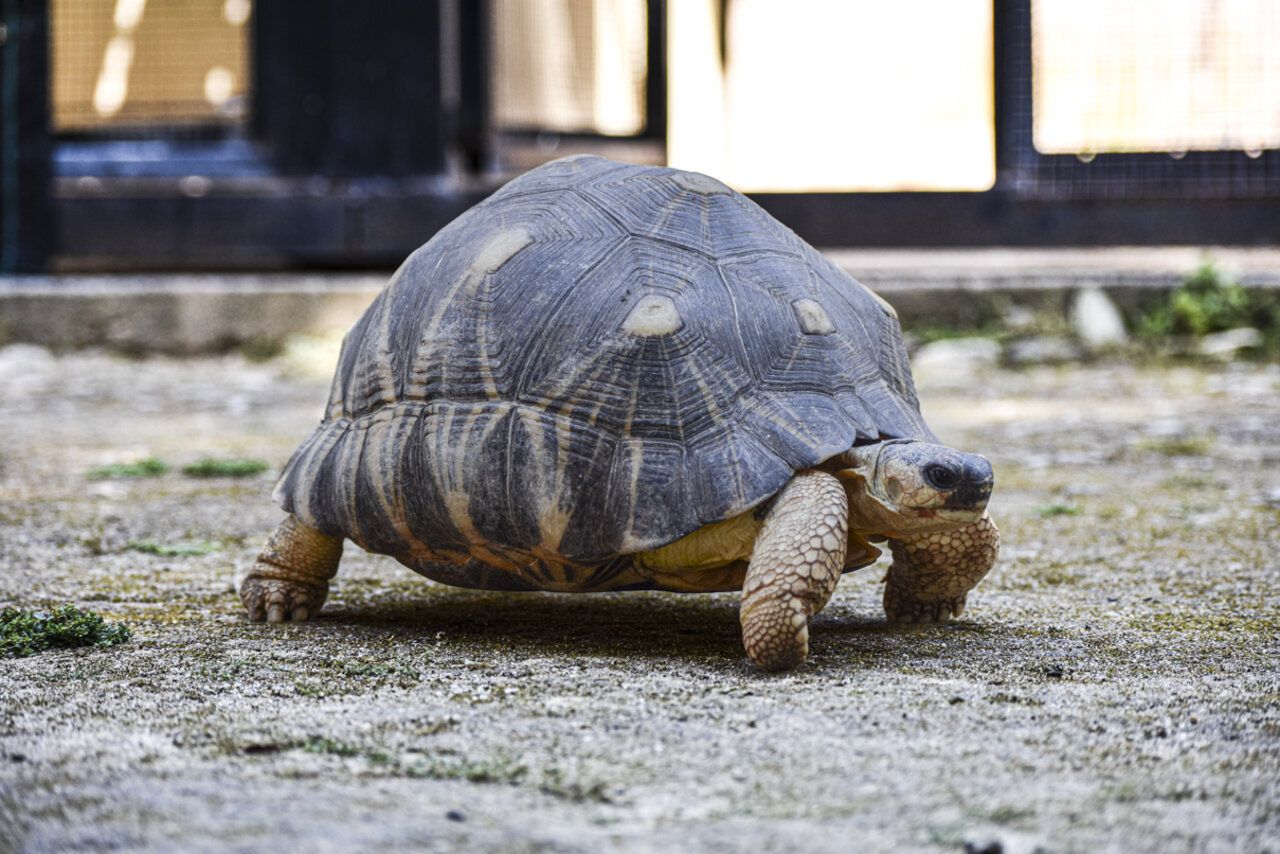 TORTUGA RADIADA