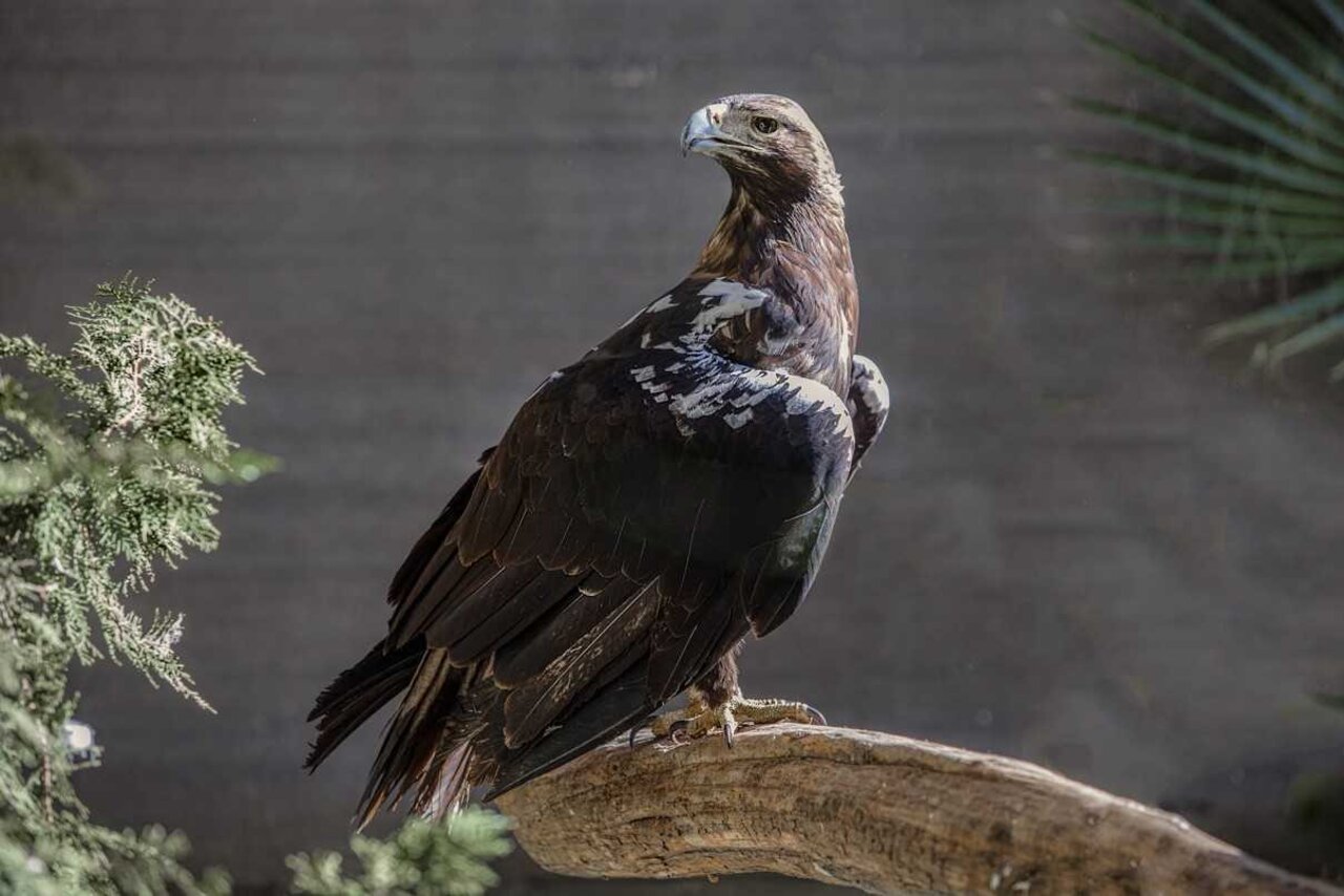 ÁGUILA IMPERIAL IBÉRICA