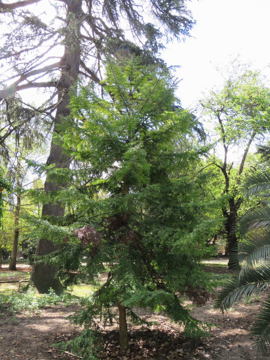 Bunya-Bunya