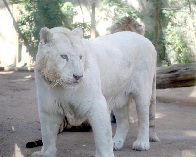 2 Noviembre 2011 Fallece Kiyosu, el tigre blanco del Zoo