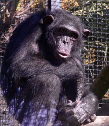25 Abril 2014: ¿El Ratón Pérez en el Zoo?. - Zoobotánico Jerez