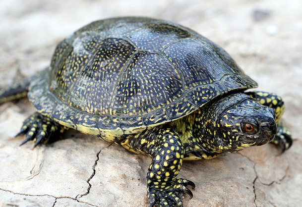 Galápago Europeo