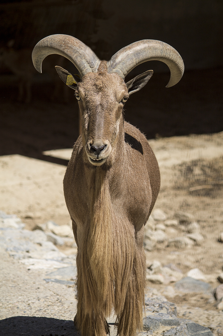 Muflón