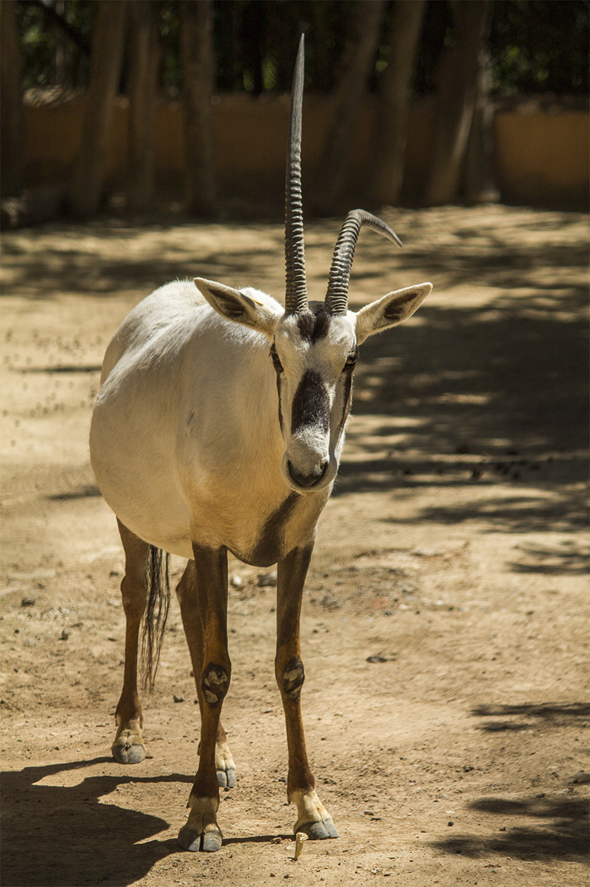 Oryx