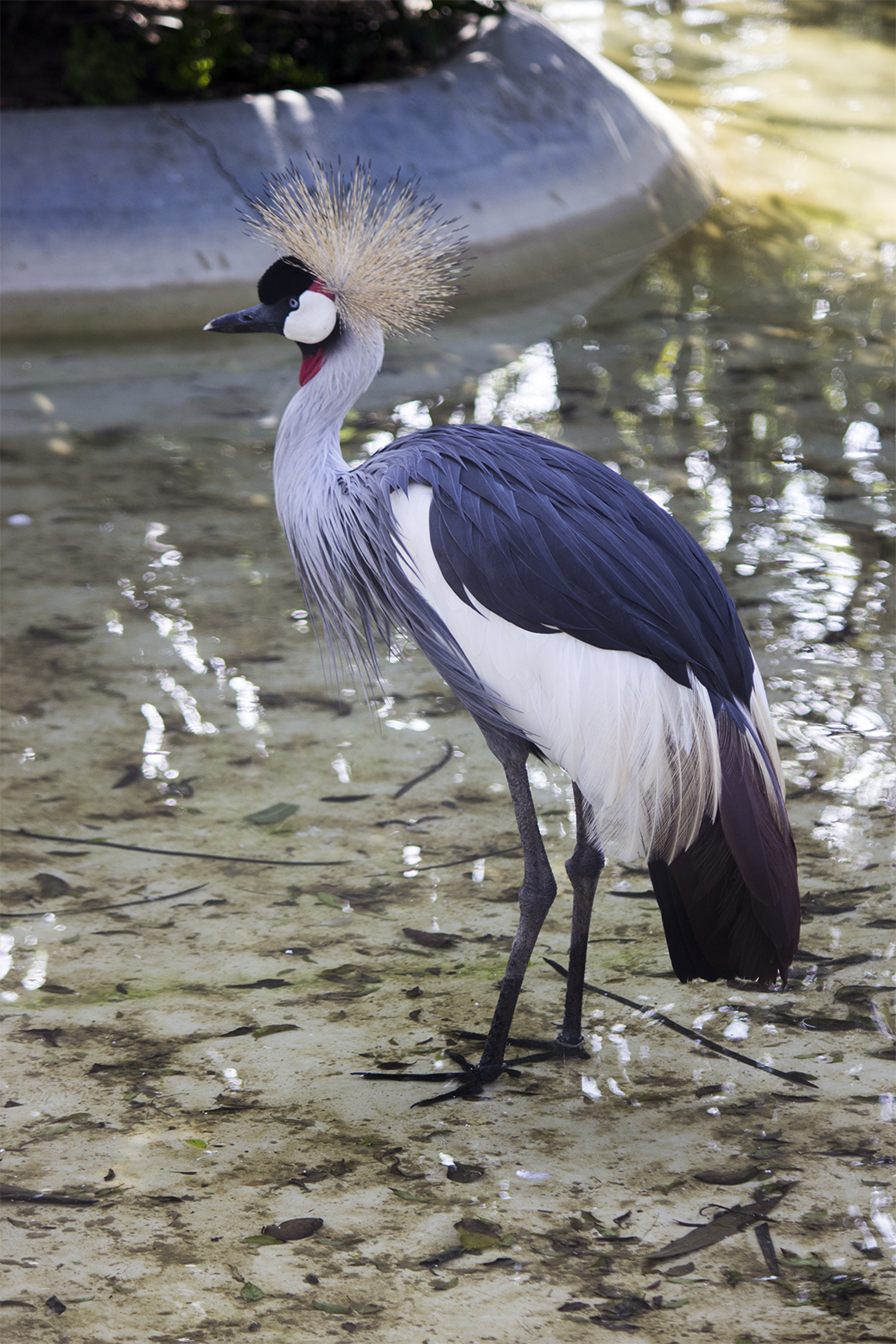 Grulla Coronada