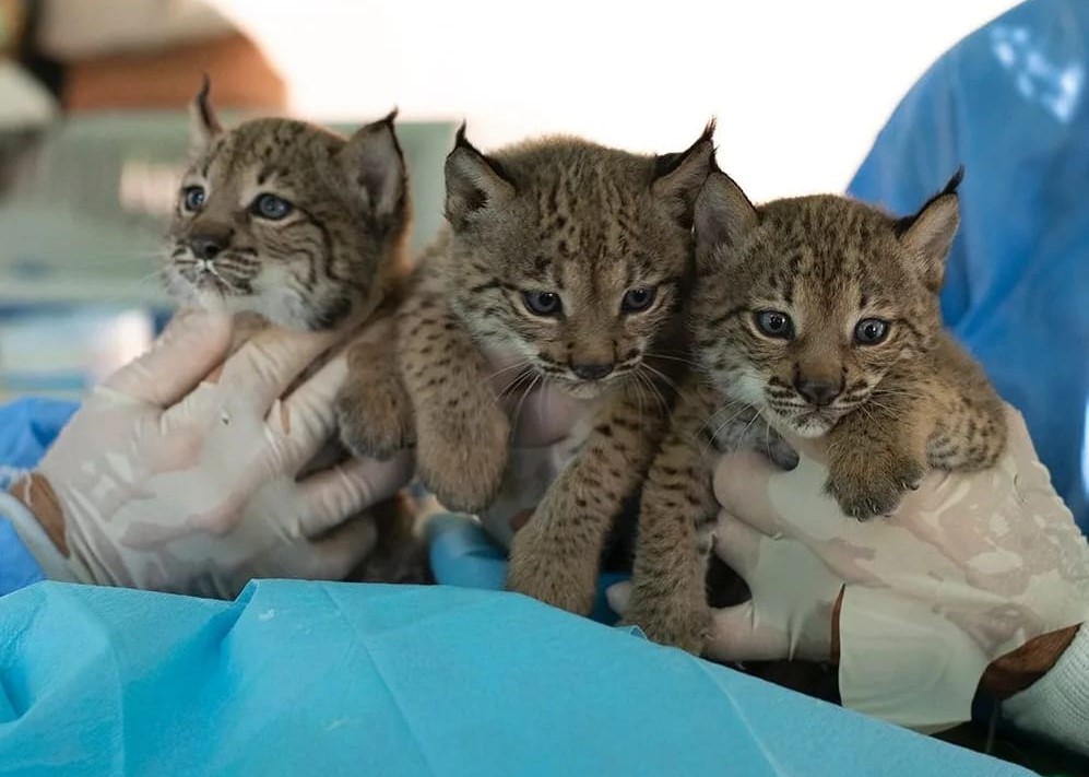 Chequeo crías de lince ibérico.