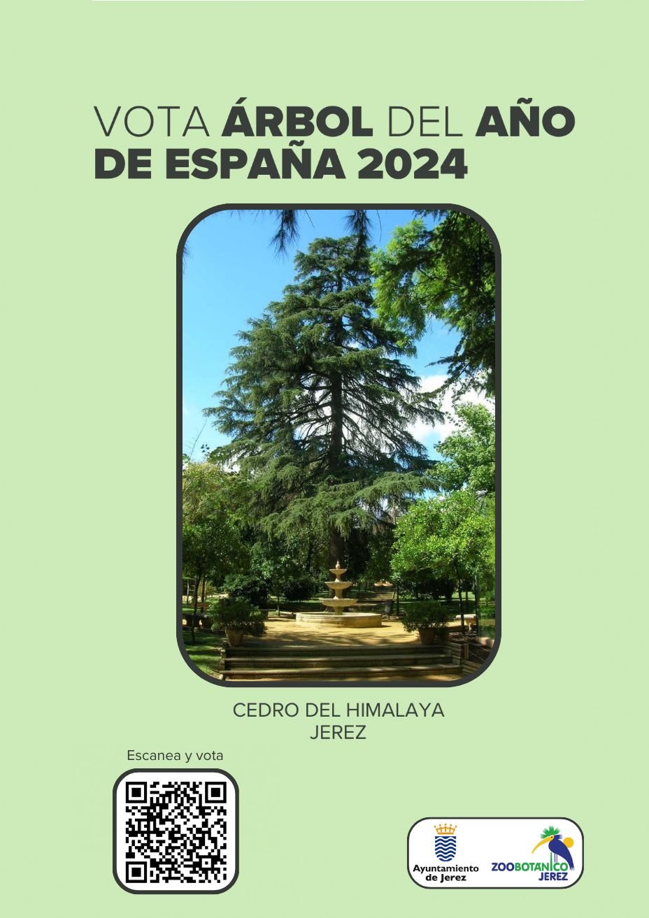 Cedro del Himalaya