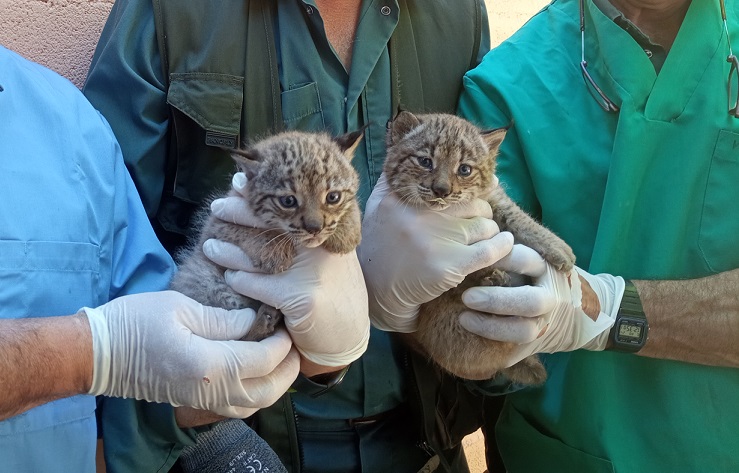 Chequeo linces ibéricos