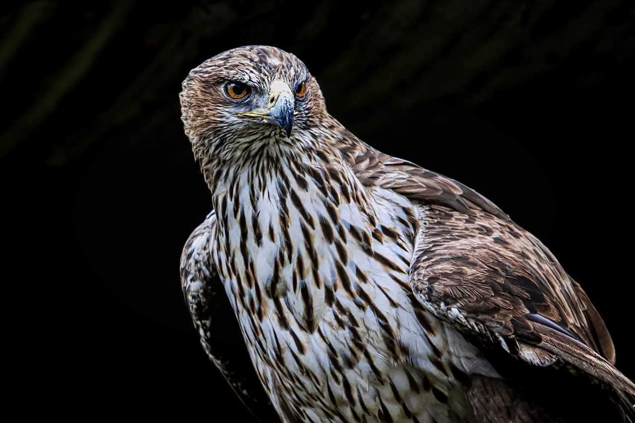 ÁGUILA PESCADORA
