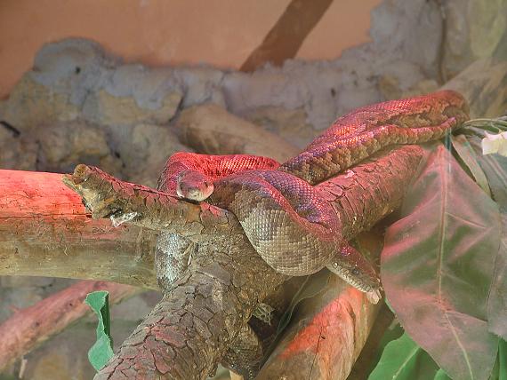 Boa Cubana