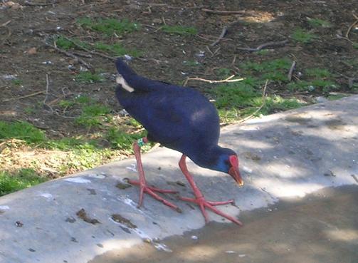 Calamón