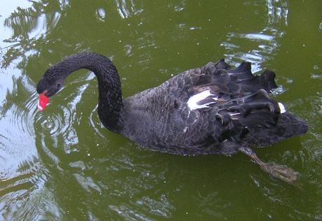 Cisne Negro