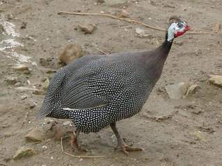 Gallina de Guinea