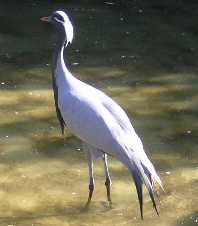 Grulla Damisela