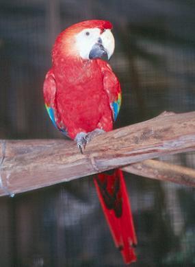 Guacamayo Rojo