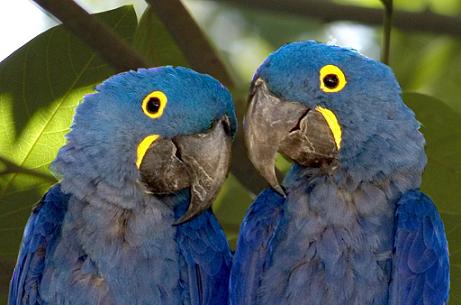 Guacamayo Jacinto