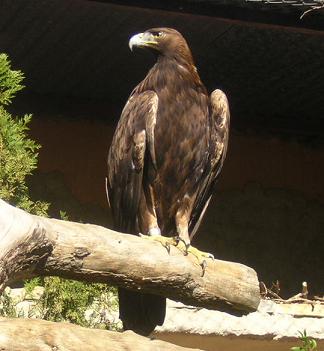 ÁGUILA REAL (Aquila chrysaetos homeryi) - Zoobotánico Jerez